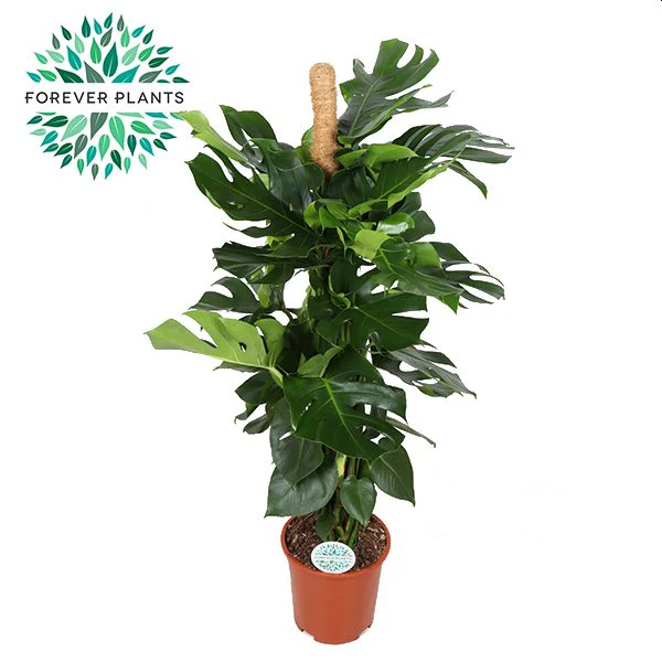 Monstera deliciosa(Forever) P27 + mosspole