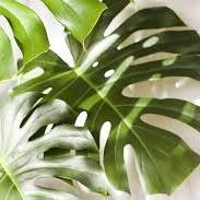 Monstera delicosa P17