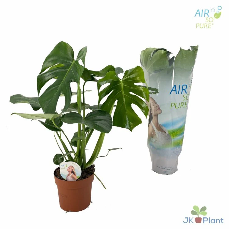Monstera delicosa P17 - Image 2