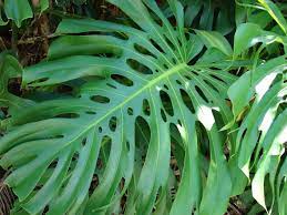 Monstera delicosa P23
