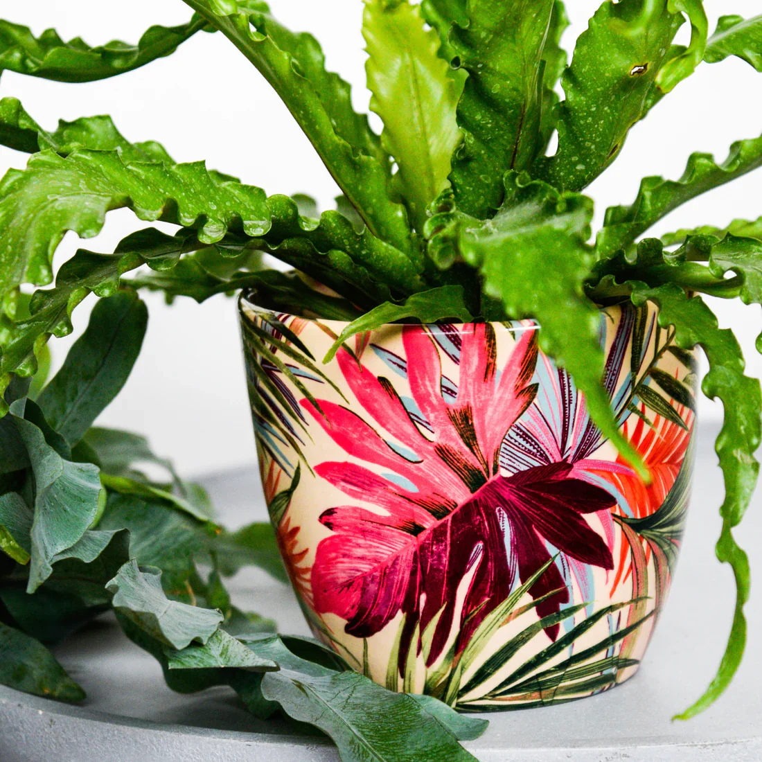 Monza Tropical Fuchsia 16cm Planter - Image 2