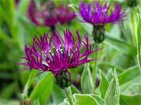 Mountain Cornflower Centaurea Amethyst Dream (2Ltr Pot) - Image 2