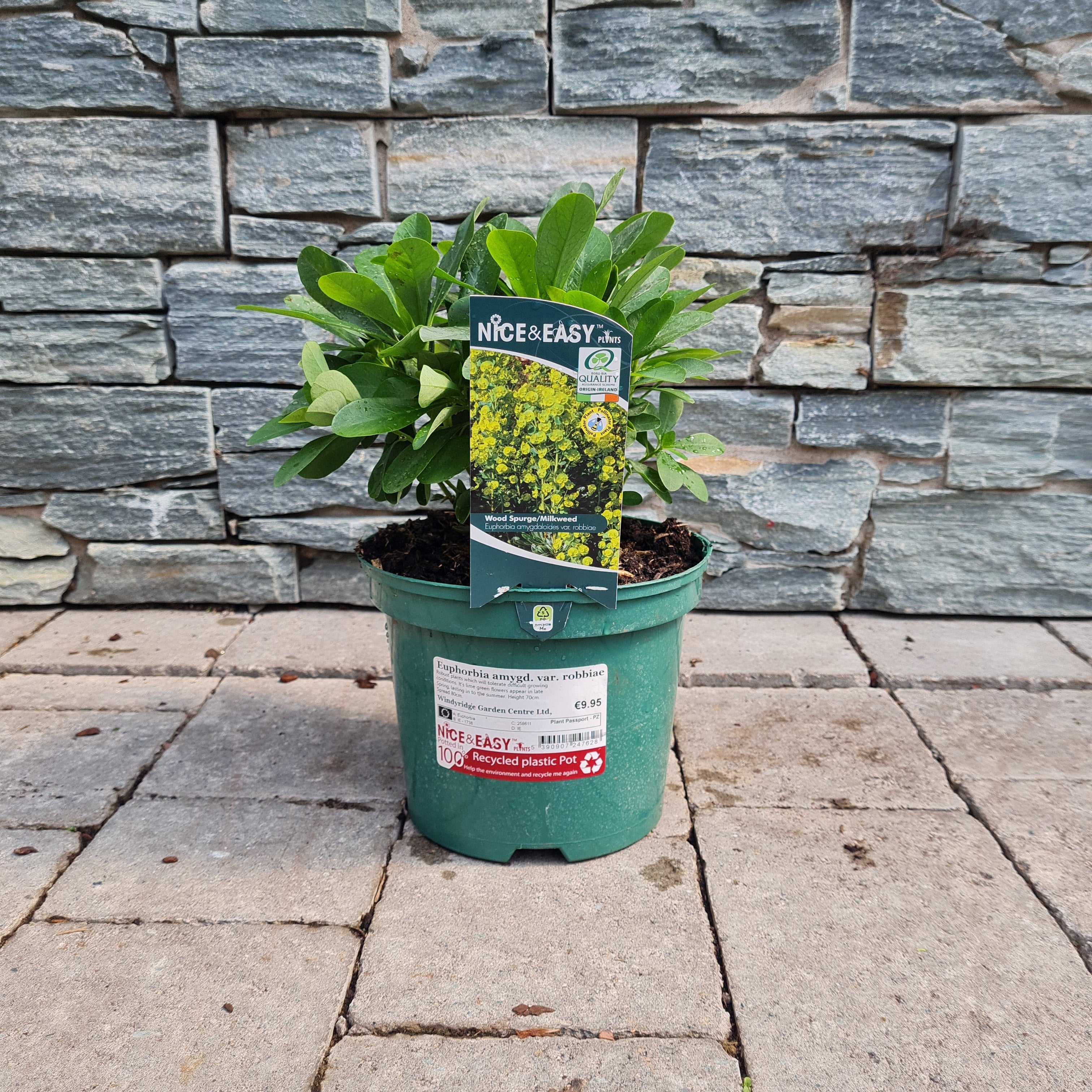 Mrs Robbs Hatbox Euphorbia Amygdaloides Robbiae (3Ltr Pot) - Image 2