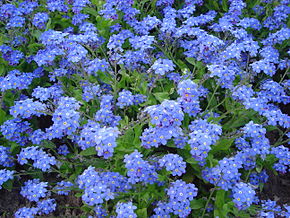 Myosotis sylv. Mon Amie Tricolor