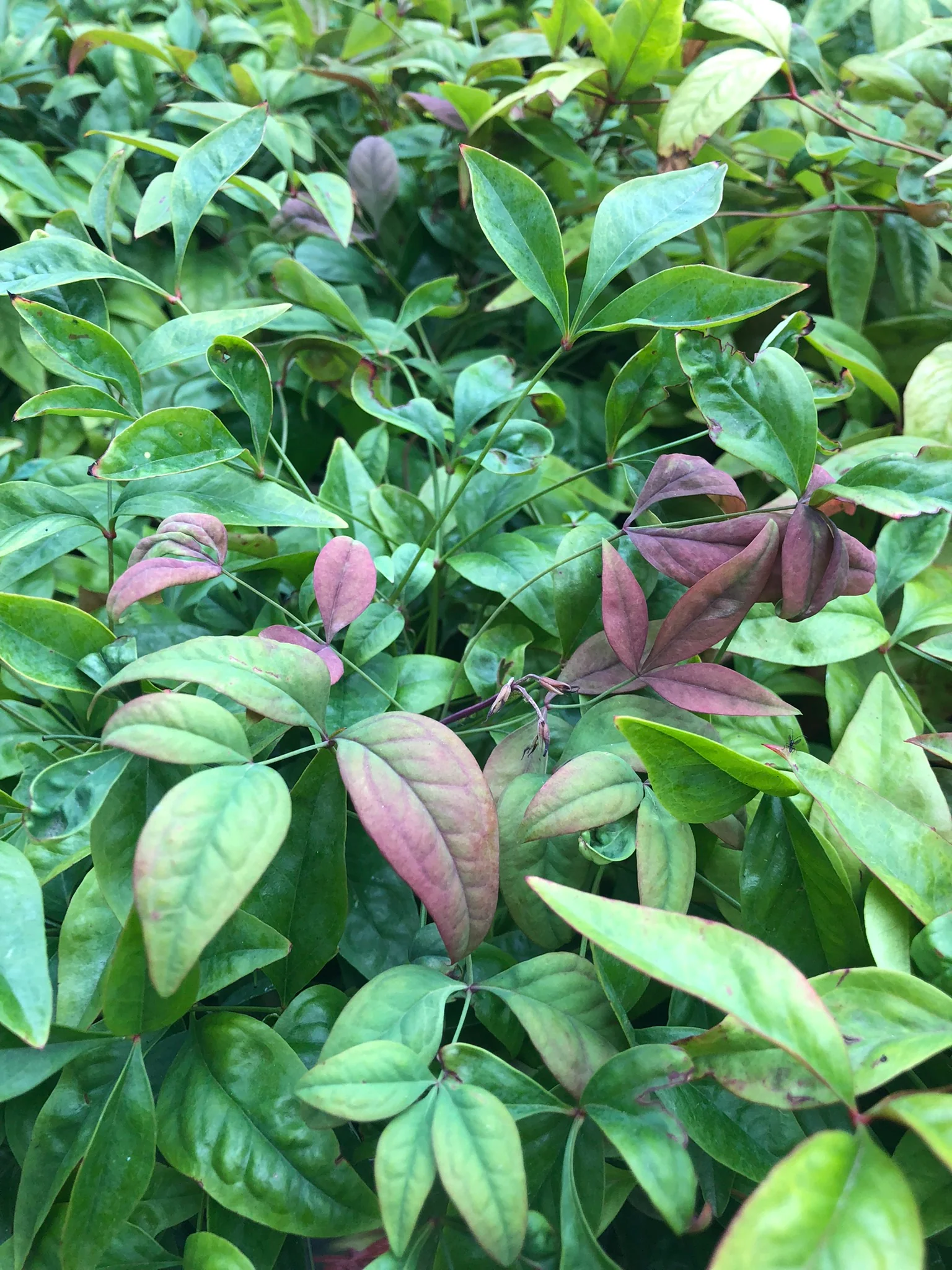 Nandina dom. Blush Pink - Image 2