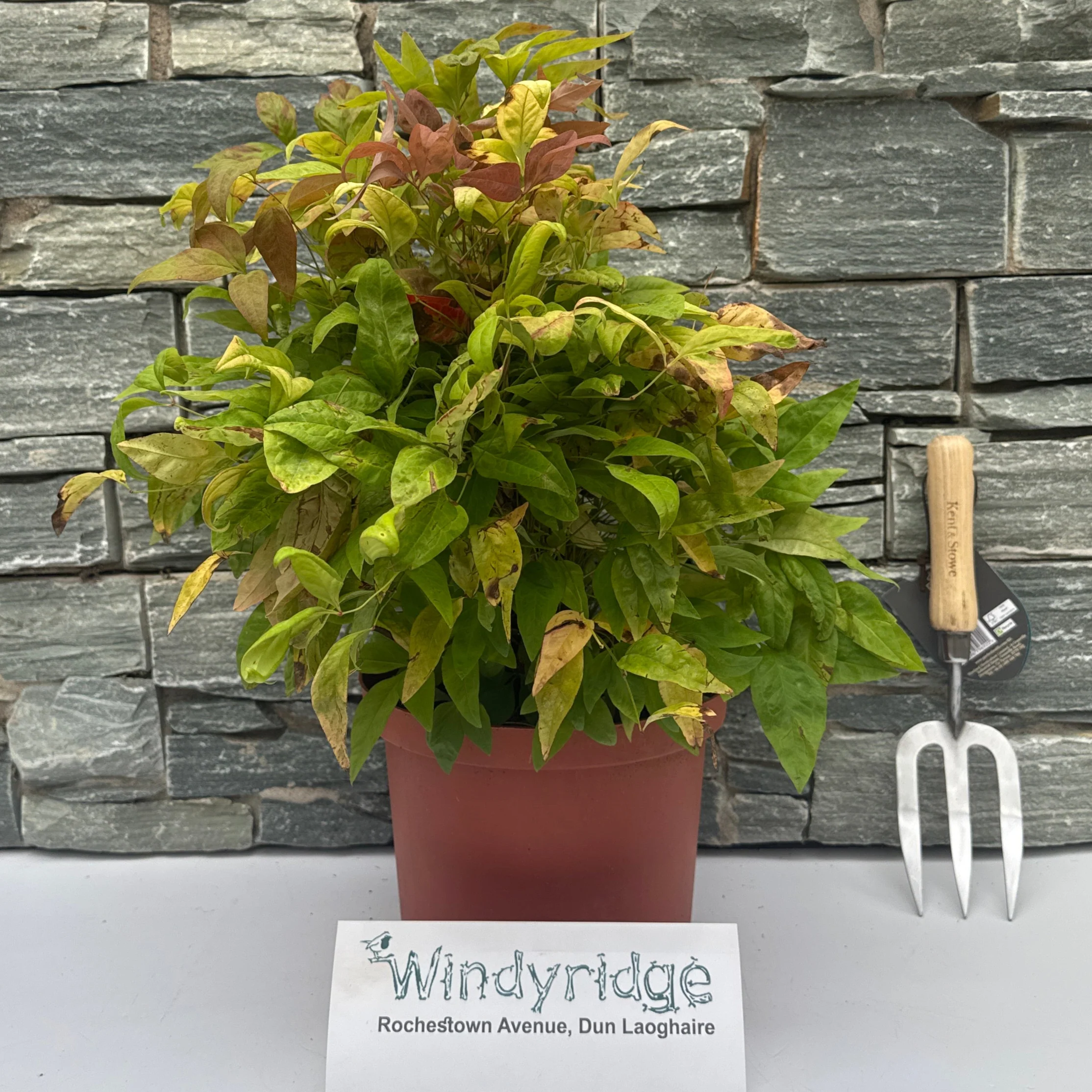 NANDINA DOM. BLUSH PINK CLT 5