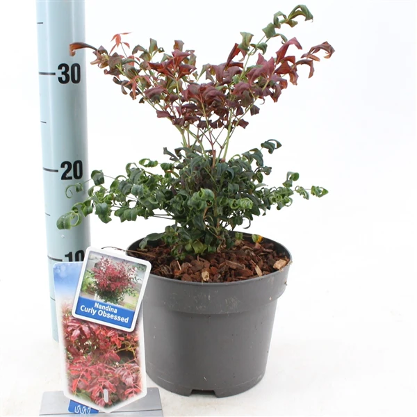 Nandina dom. Curly Obsessed