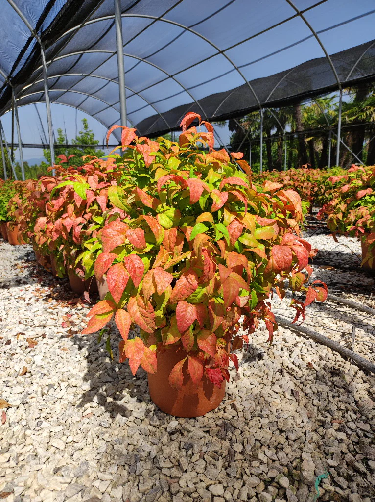 NANDINA DOM. FIRE POWER CLT 7 - Image 4