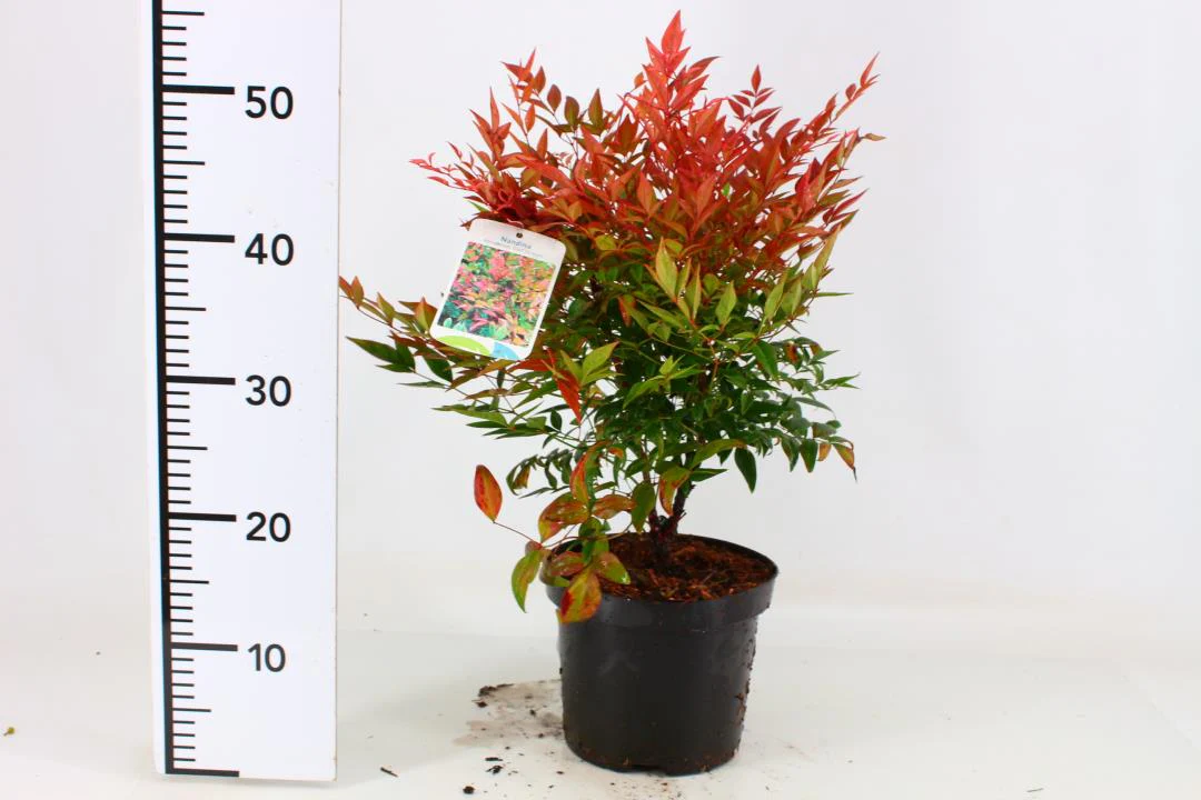 Nandina dom. Gulf Stream - Image 2