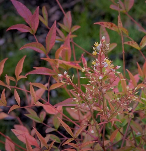 NANDINA dom. Gulf Stream Rubra
