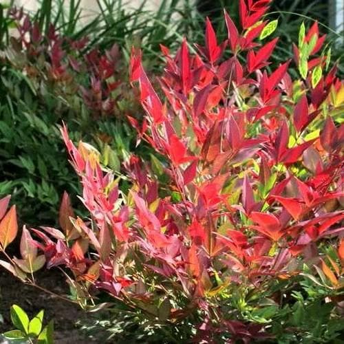 Nandina dom. Obsessed - Image 2