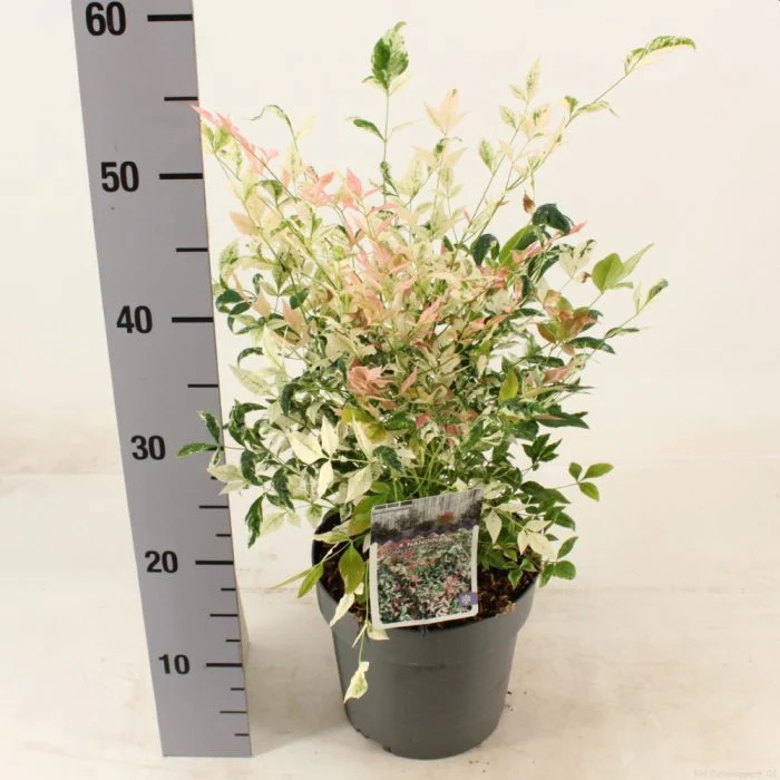 Nandina dom. Twilight 3 Ltr pot - Image 2