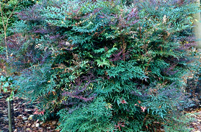 NANDINA DOMESTICA CLT 10