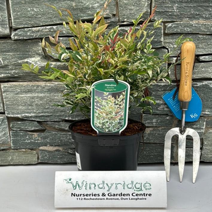 Nandina dom. 'Twilight' 2 Ltr pot - Image 2
