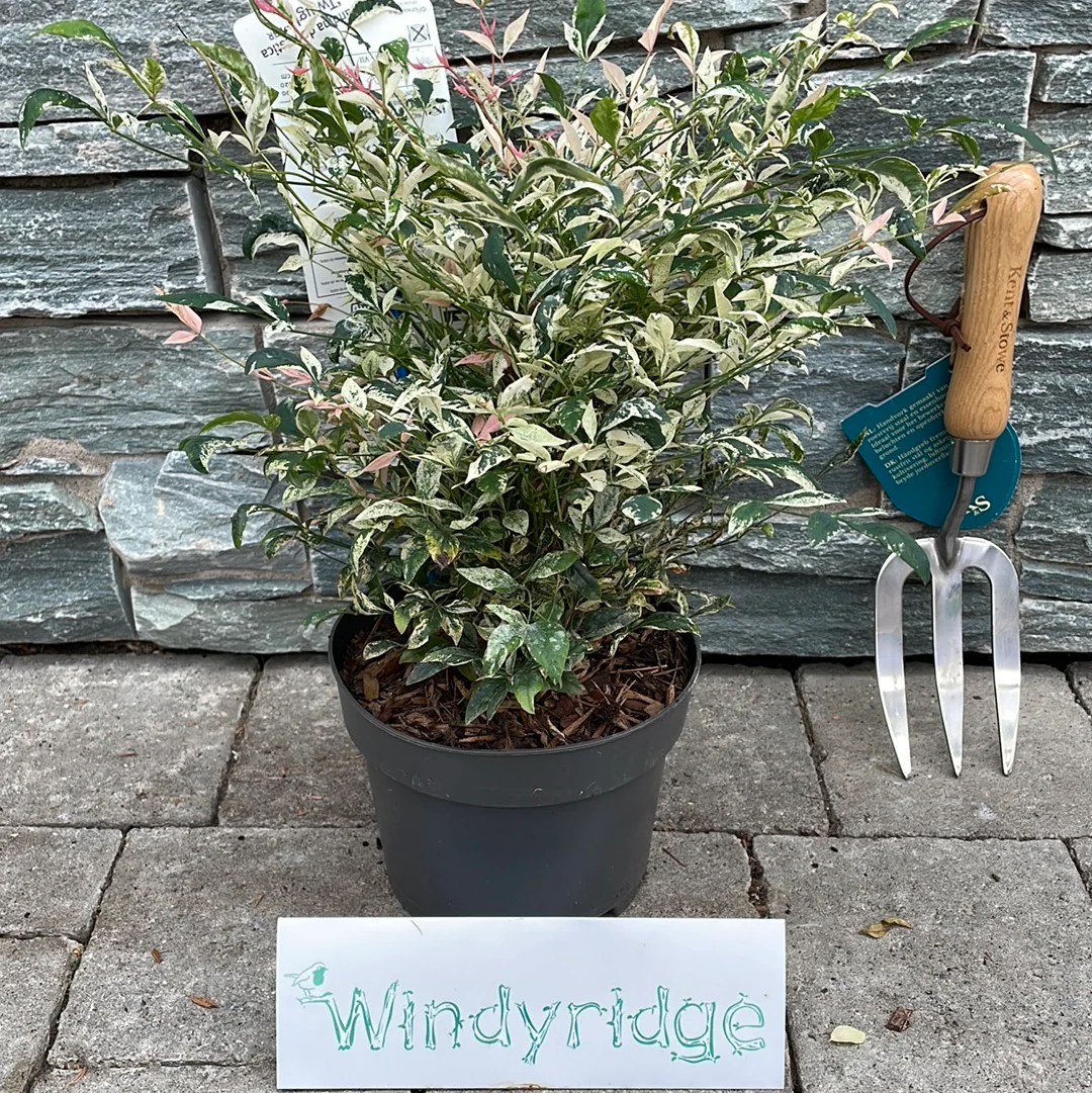 Nandina dom. 'Twilight' 2 Ltr pot - Image 3