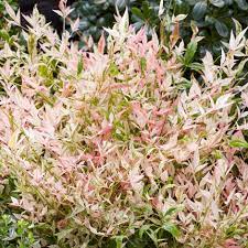 Nandina dom. 'Twilight' 2 Ltr pot - Image 4