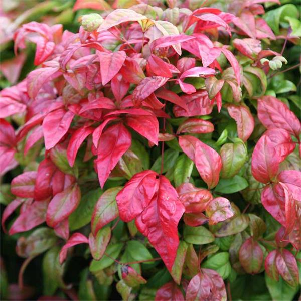 Nandina Firepower