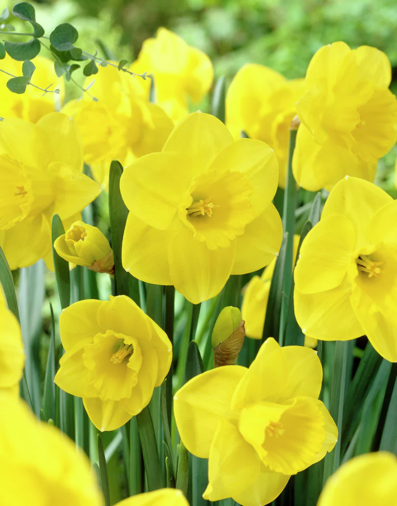 NARCISSI CAMELOT 7KG