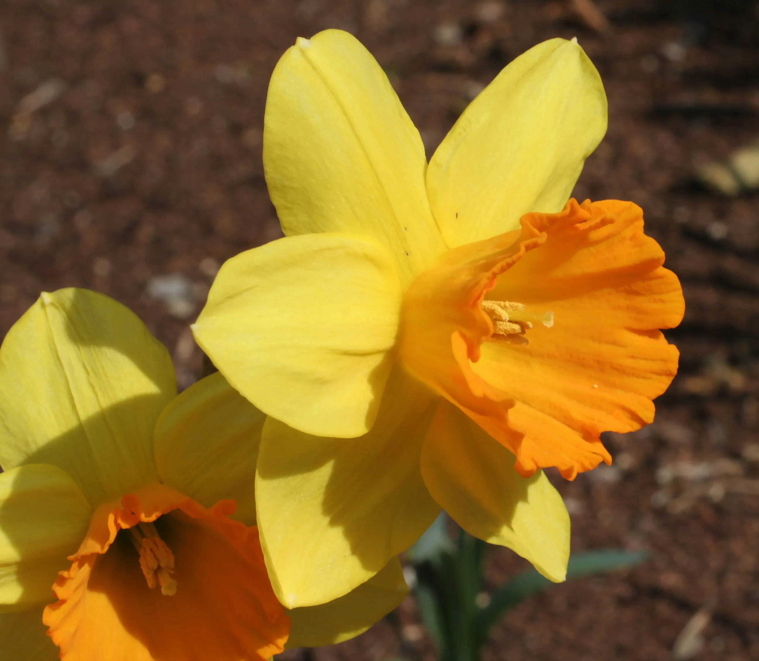 NARCISSI FORTUNE