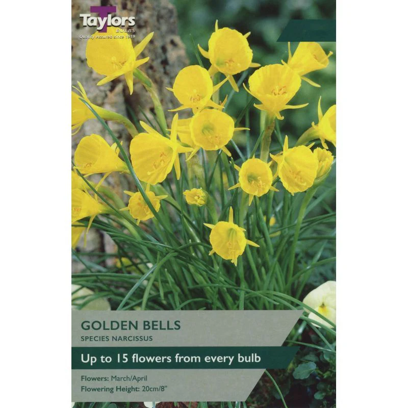 NARCISSI GOLDEN BELLS