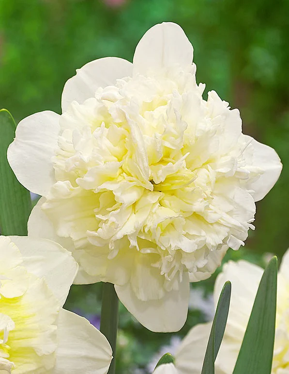NARCISSI ICE KING