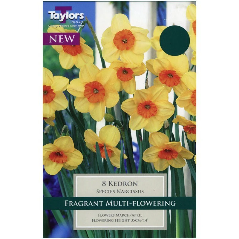 NARCISSI KEDRON