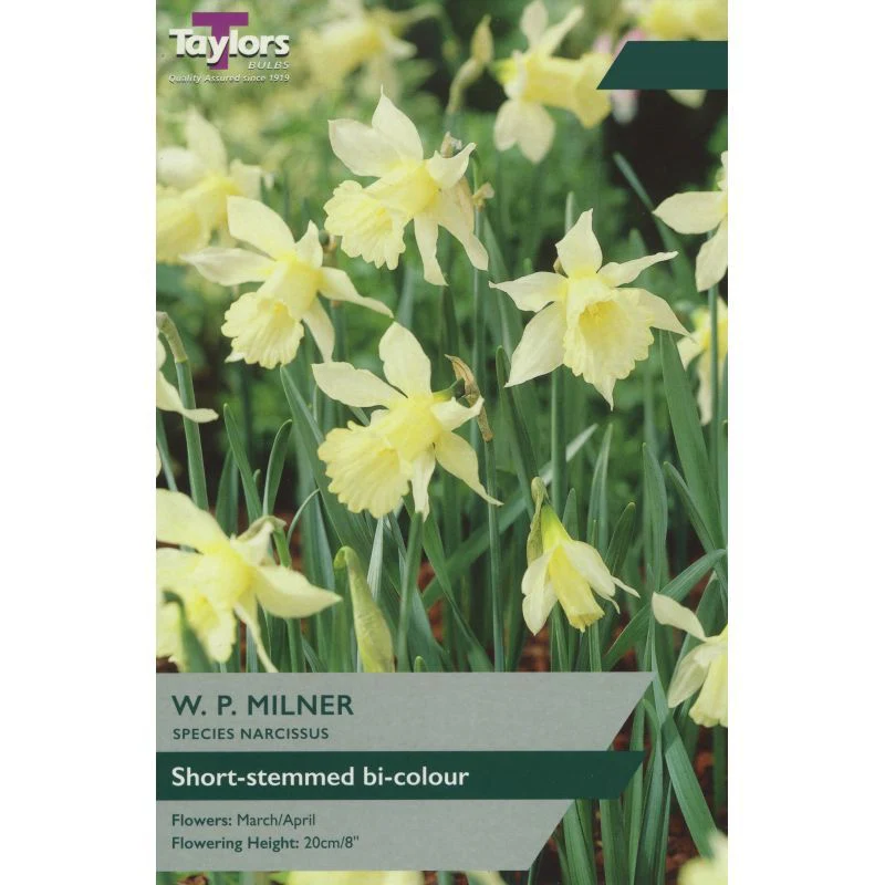 NARCISSI W.P. MILNER
