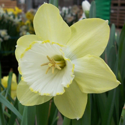 NARCISSUS BINKIE CARRI-PACK 1.5KG
