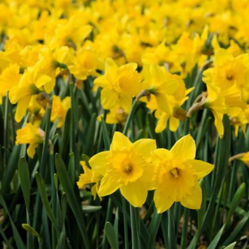 NARCISSUS CARLTON X 5 - Image 2