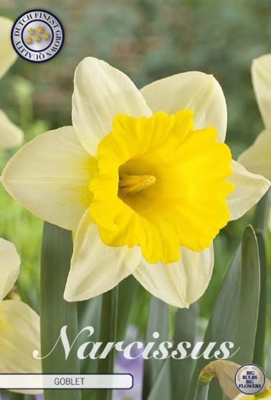 Narcissus Goblet  5 pack