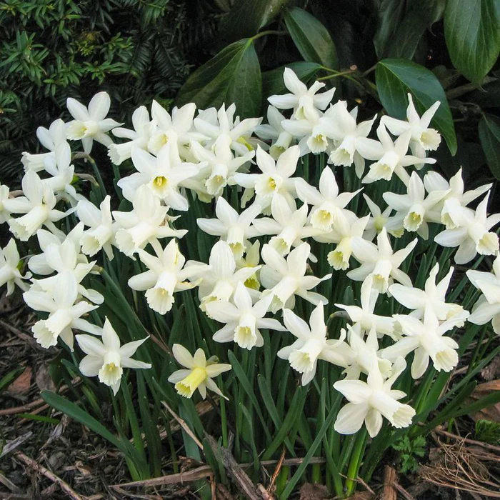 NARCISSUS ICE BABY 9 - Image 2