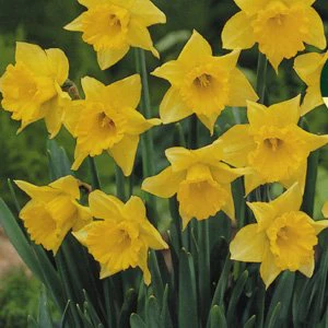 NARCISSUS JANUARY 8 - Image 2
