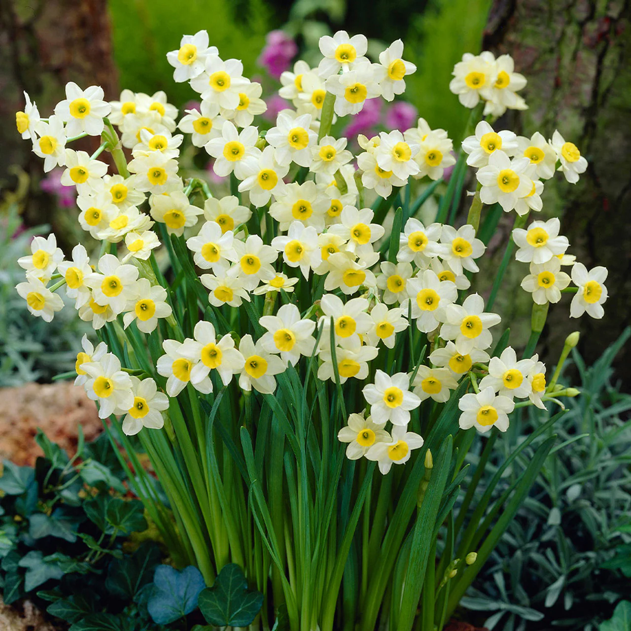 NARCISSUS MINNOW X 10 - Image 2