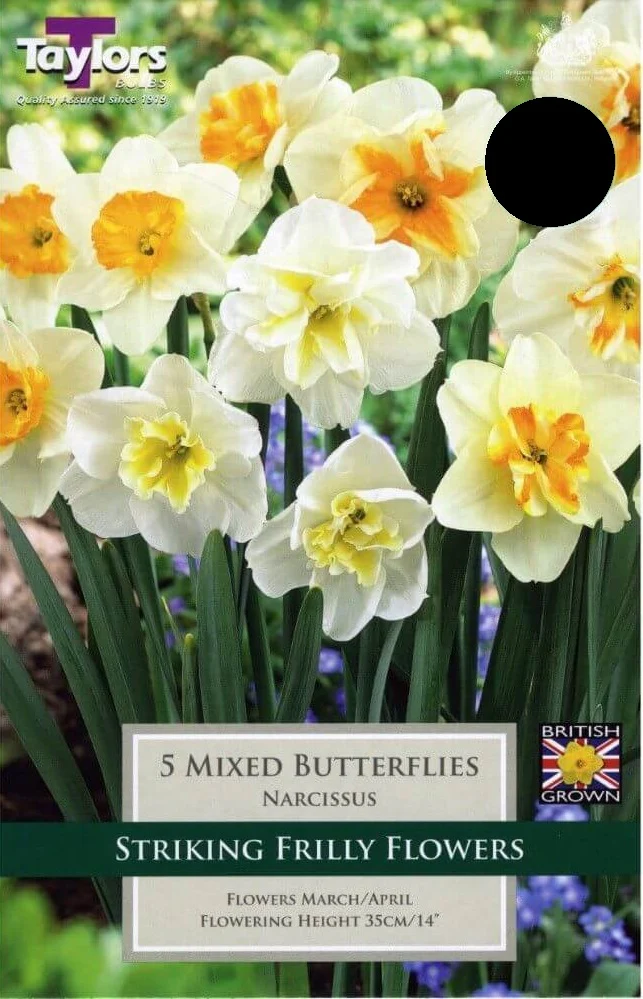 NARCISSUS MIXED BUTTERFLIES 6