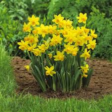 NARCISSUS TETE A TETE 20