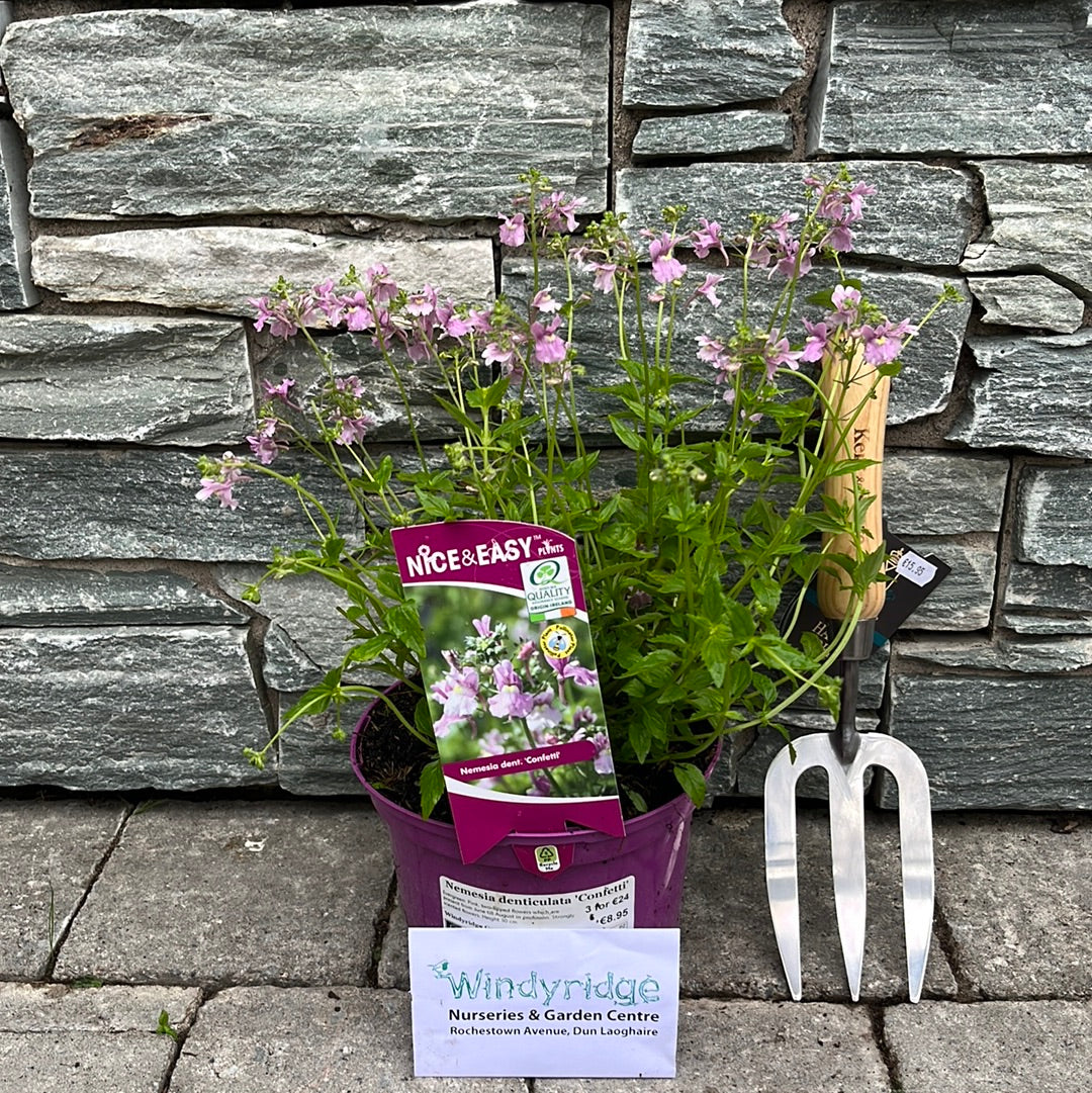 Nemesia Denticulata Confetti (Nemesia caerulea)