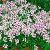 Nemesia Denticulata Confetti (Nemesia caerulea) - Image 2