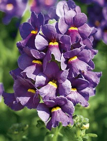 Nemesia Nuvo® Blue - Image 2
