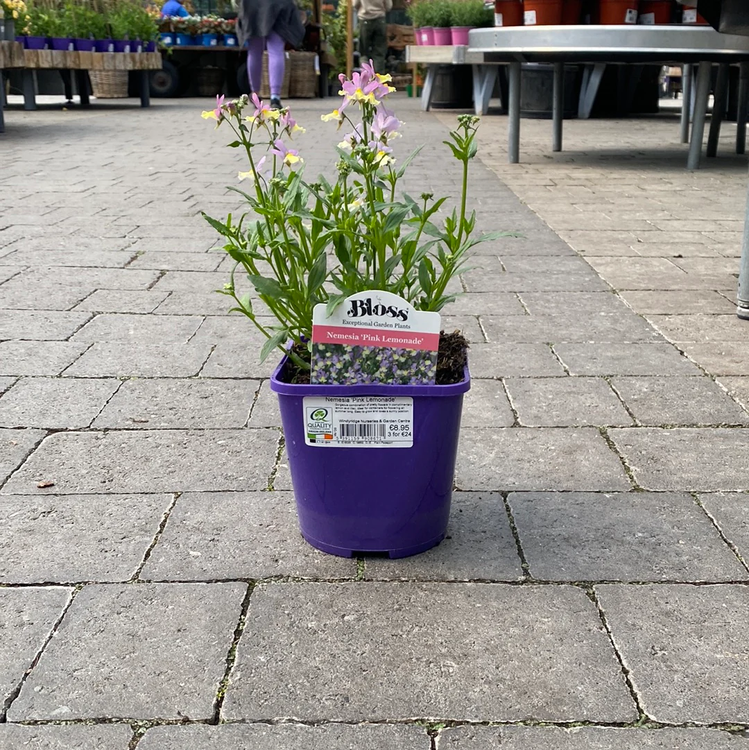 Nemesia Pink Lemonade 2L - Image 2