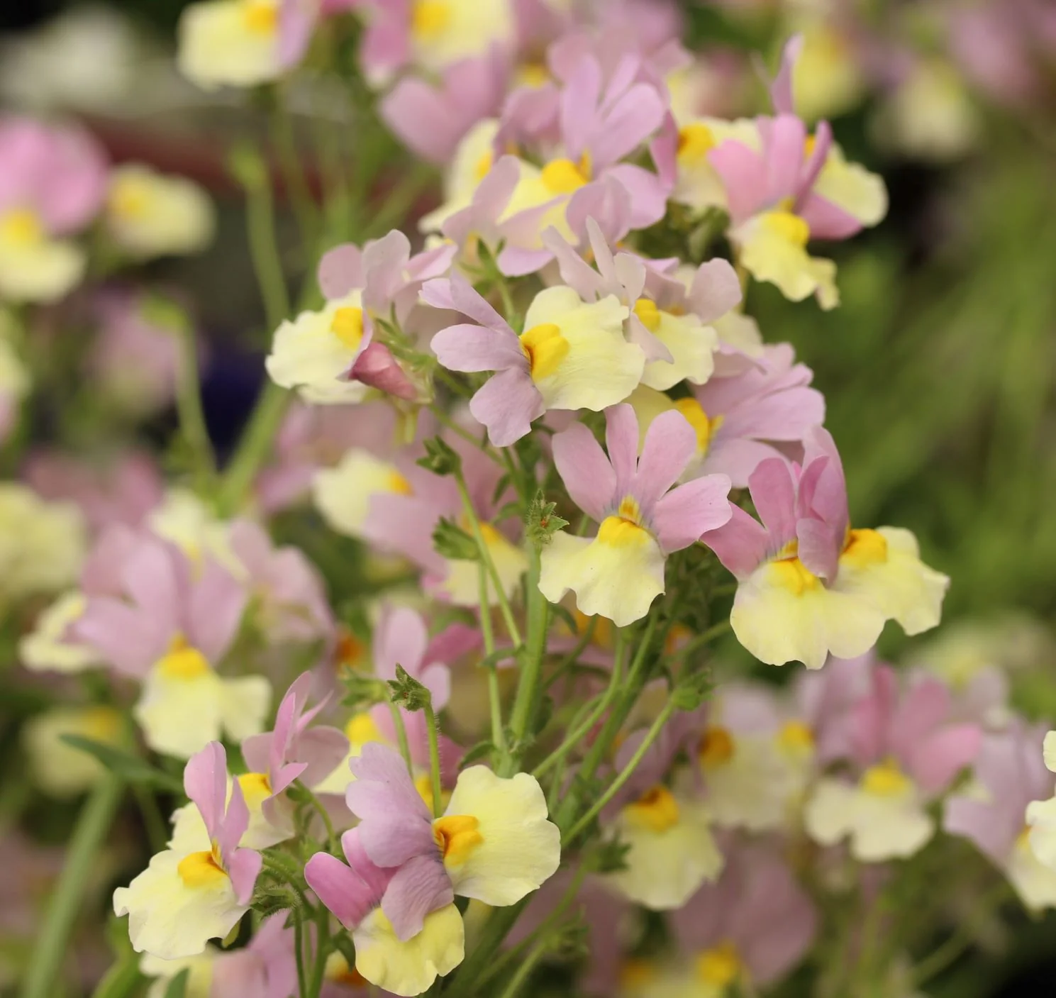 Nemesia Pink Lemonade 2L - Image 3
