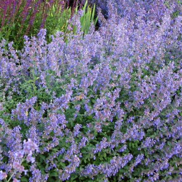 NEPETA faas. Six Hills Giant - Image 2