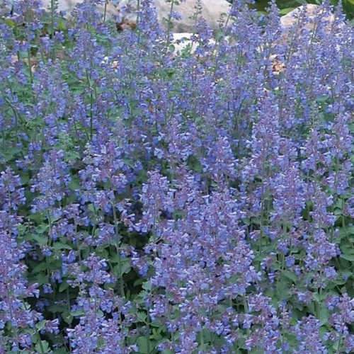 NEPETA faas. Walkers Low - Image 4