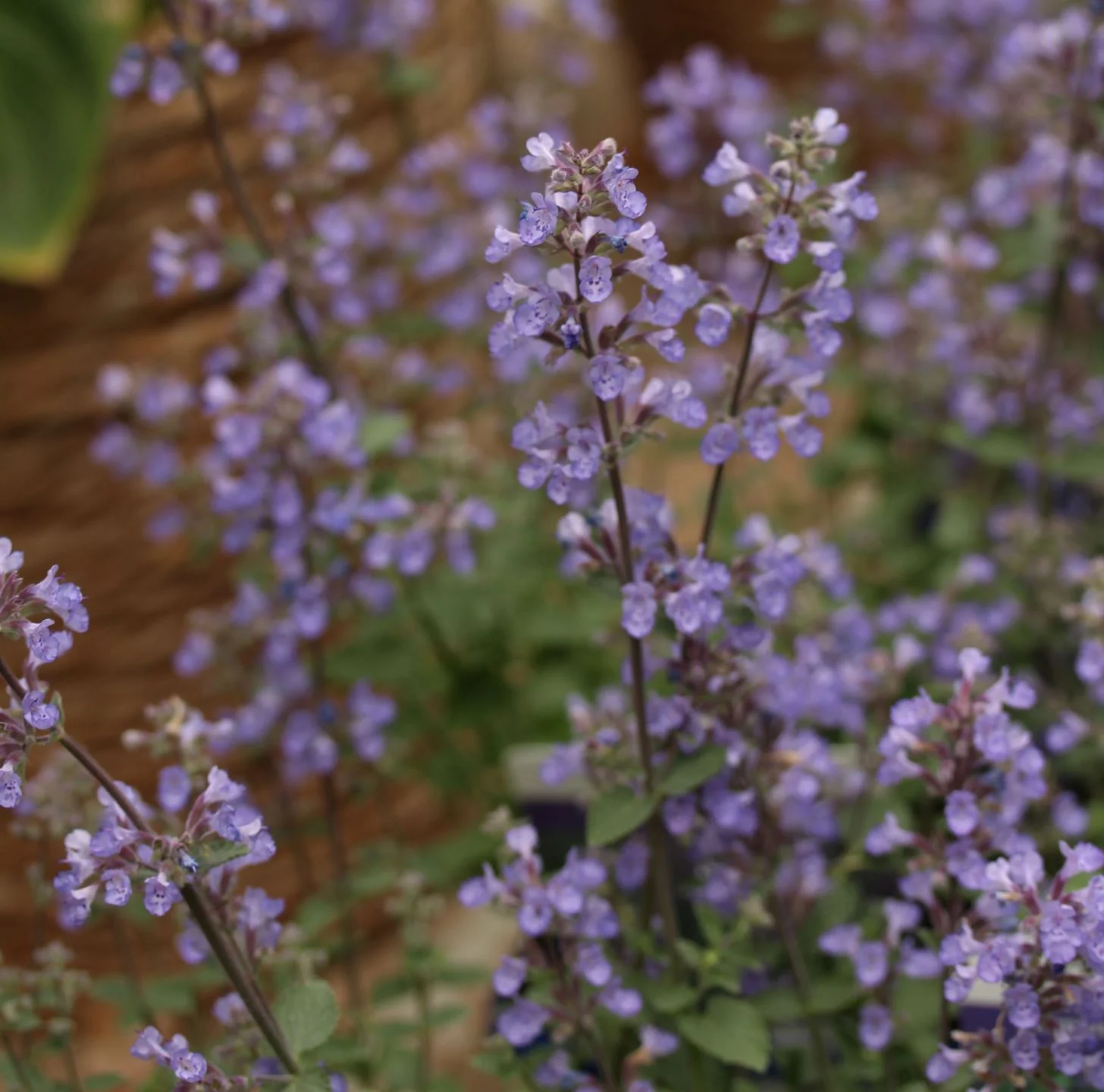 NEPETA faassenii Purrsian Blue - Image 2