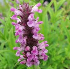 Nepeta Nervosa Pink Cat - Image 3