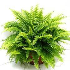 Nephrolepis exal. Green Lady  P18, hanging pot - Image 2
