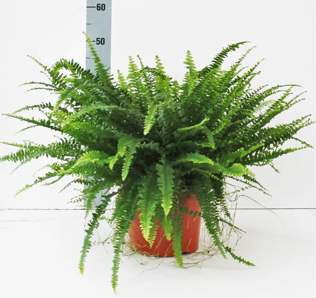 Nephrolepis exal. 'Green Lady' P24
