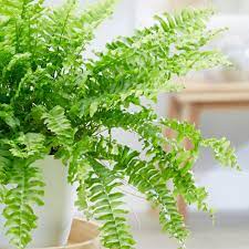 Nephrolepis exal. 'Green Lady' P24 - Image 2