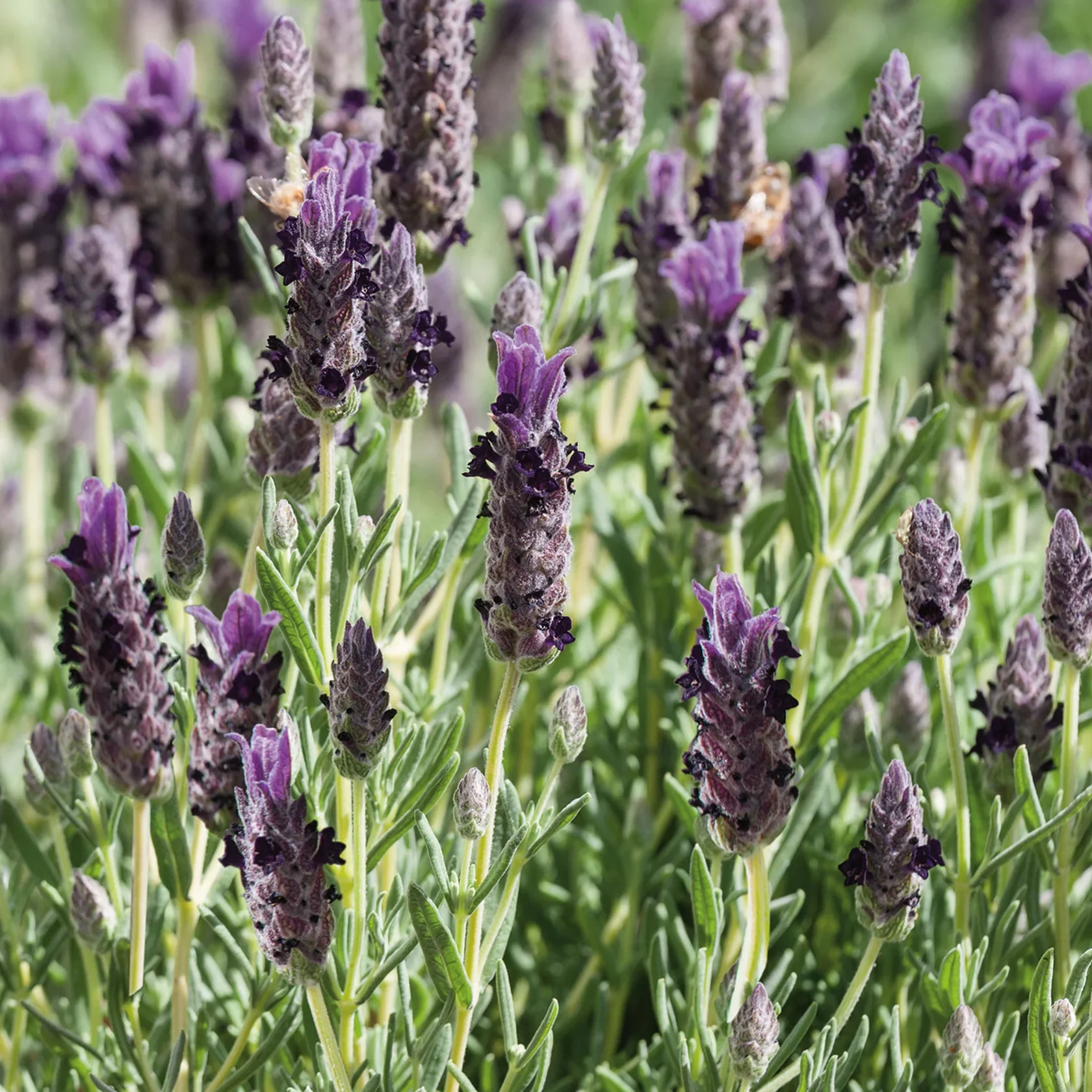 NH Lavender Purple RibbonFlower - New 2023 - Image 3