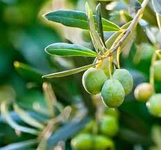 Olea europaea