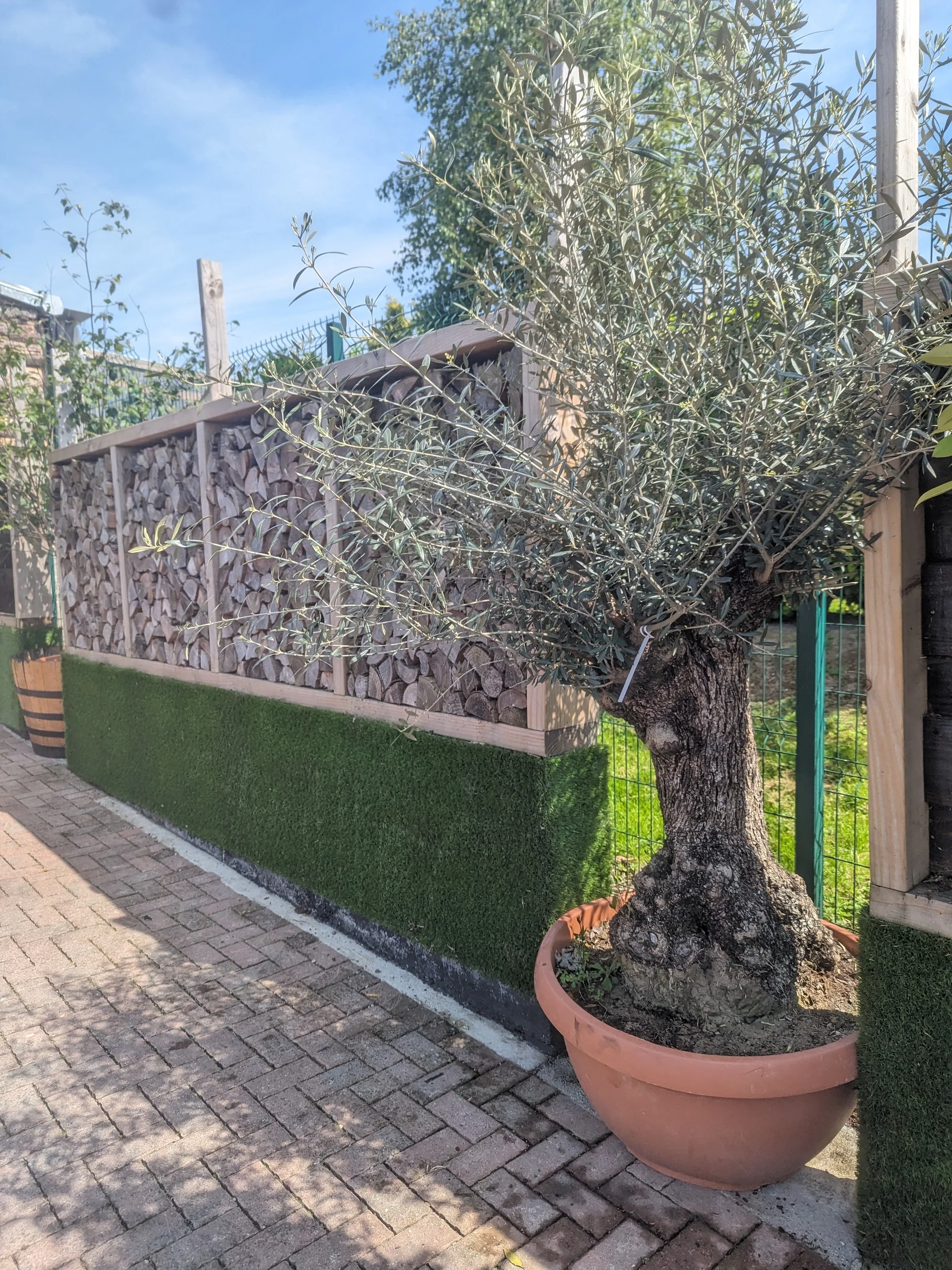 Olea europaea - Image 2